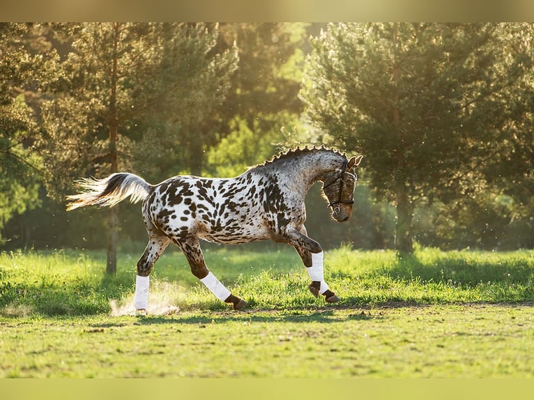 Knabstrup Croisé Étalon 3 Ans 162 cm Léopard in Augšdaugavas nov.