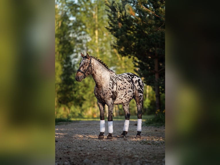 Knabstrup Croisé Étalon 3 Ans 162 cm Léopard in Augšdaugavas nov.