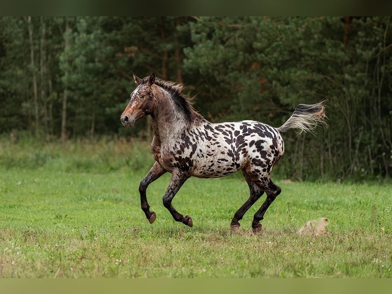 Knabstrup Croisé Étalon 3 Ans 162 cm Léopard in Augšdaugavas nov.