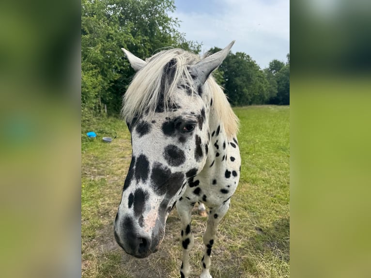 Knabstrup Étalon 4 Ans 154 cm Léopard in Mohrkirch