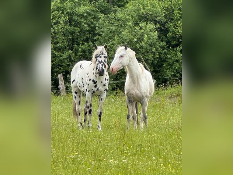 Knabstrup Étalon 4 Ans 154 cm Léopard in Mohrkirch