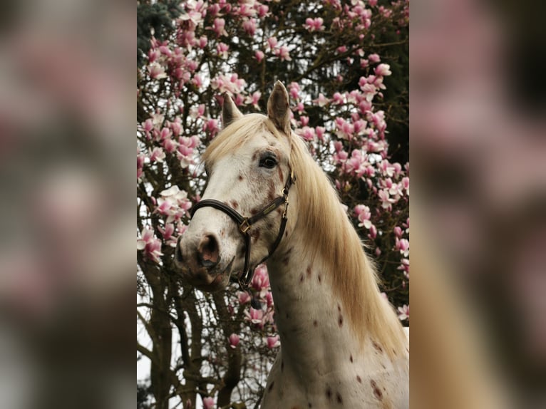 Knabstrup Étalon 4 Ans 157 cm Léopard in Rehburg-Loccum Münchehagen