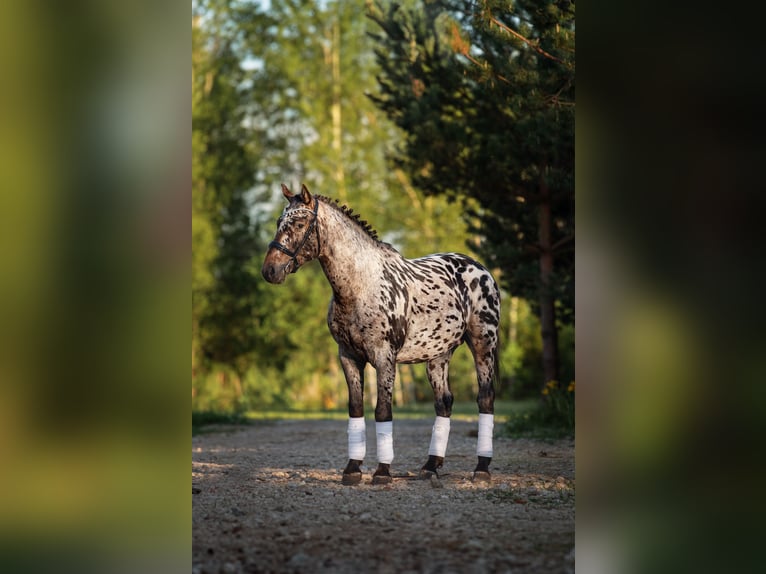 Knabstrup Croisé Étalon 4 Ans 161 cm Léopard in Daugavpils