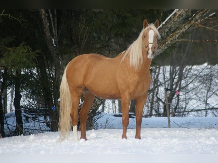 Knabstrup Croisé Étalon 4 Ans 161 cm Léopard in Daugavpils