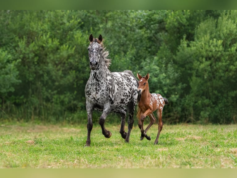 Knabstrup Croisé Étalon 4 Ans 161 cm Léopard in Daugavpils