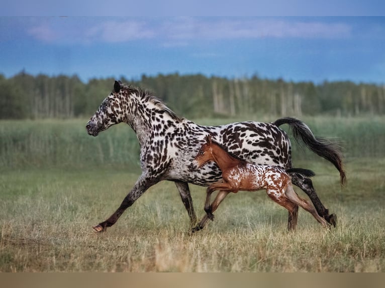 Knabstrup Croisé Étalon 4 Ans 161 cm Léopard in Daugavpils