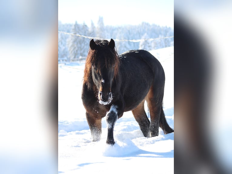 Knabstrup Étalon Bai brun in Ro&#xDF;haupten
