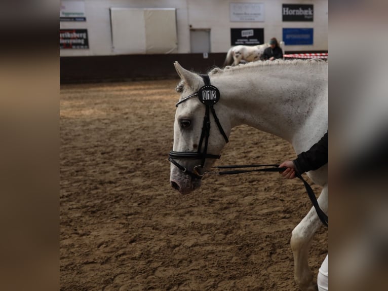 Knabstrup Étalon Léopard in Bindslev
