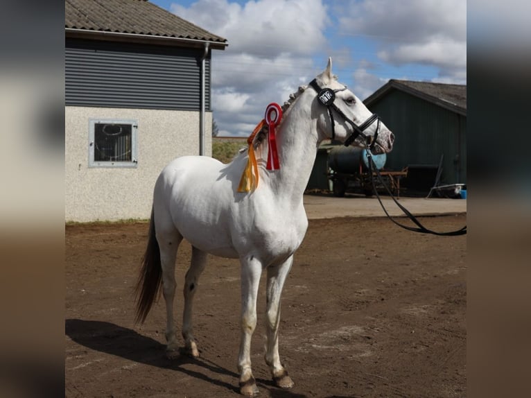 Knabstrup Étalon Léopard in Bindslev