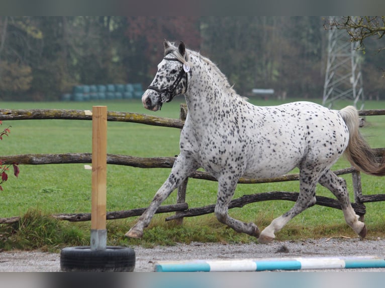 Knabstrup Étalon Léopard in Roßhaupten