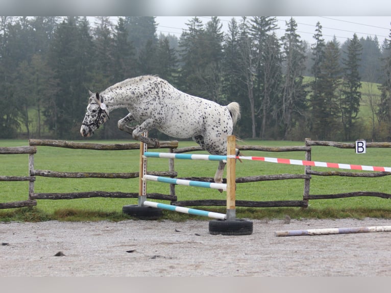 Knabstrup Étalon Léopard in Roßhaupten