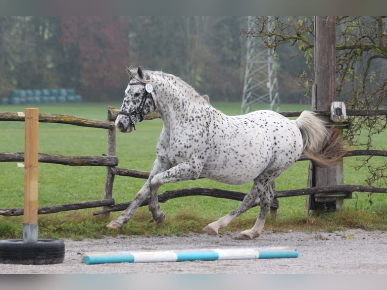 Knabstrup Étalon Léopard in Roßhaupten