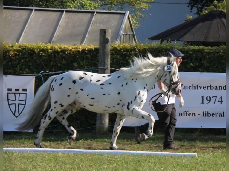 Knabstrup Étalon Léopard in Naila