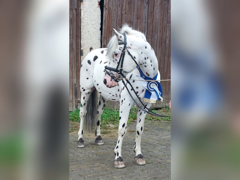 Knabstrup Étalon Léopard in Naila