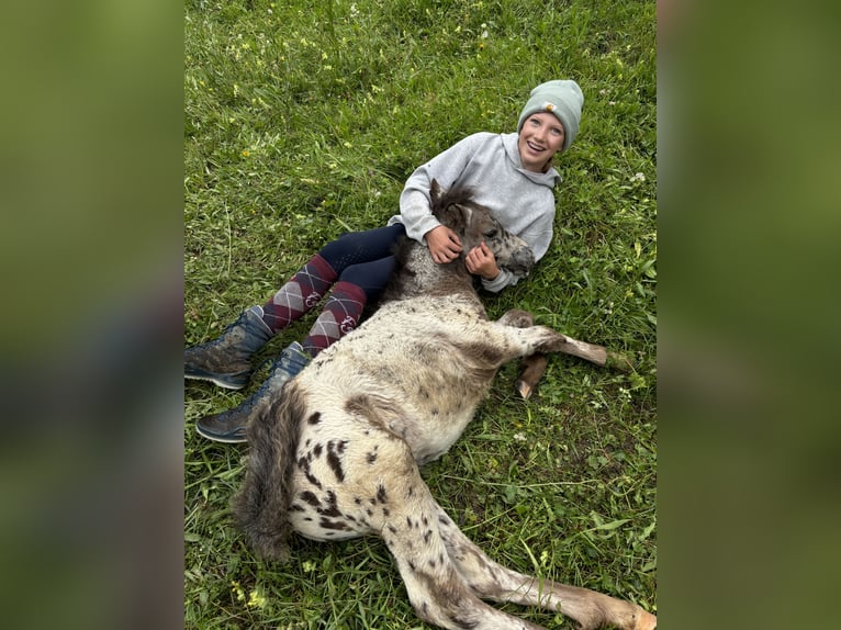 Knabstrup Croisé Étalon  120 cm Léopard in Raggal