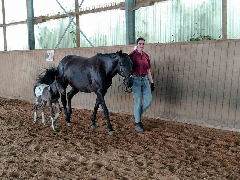 Knabstrup Étalon Poulain (06/2024) 155 cm Léopard in Bad Essen