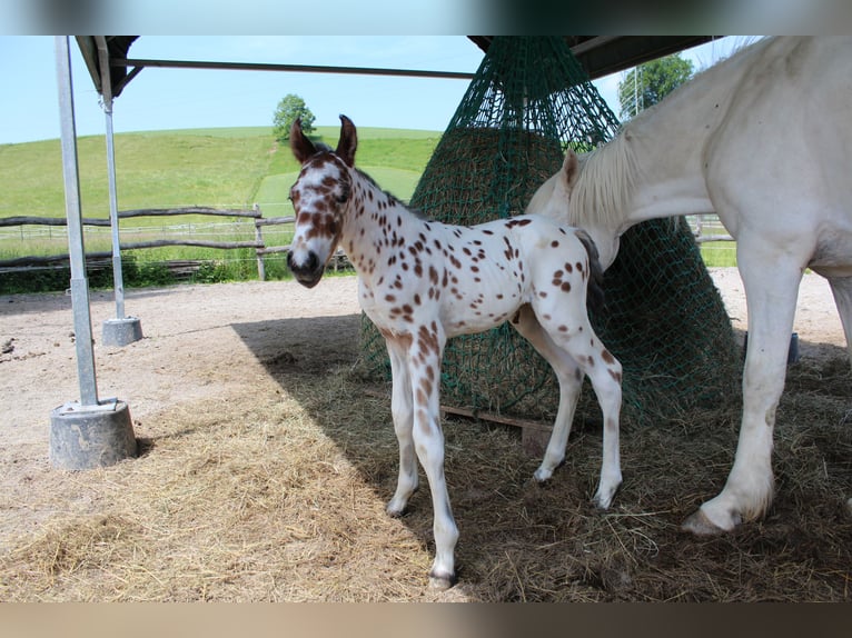 Knabstrup Étalon  157 cm Léopard in Ro&#xDF;haupten