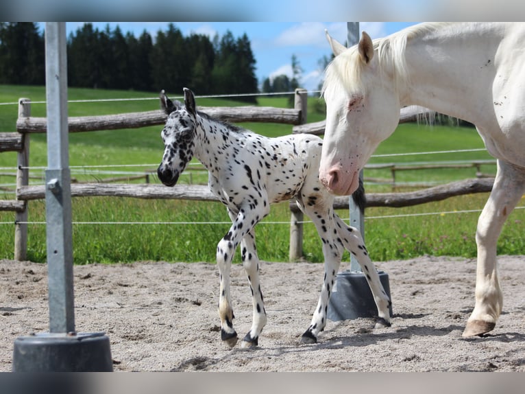 Knabstrup Étalon Poulain (07/2024) 157 cm Léopard in Roßhaupten