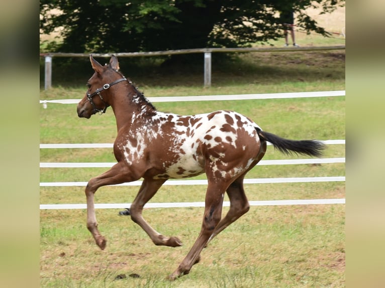 Knabstrup Étalon Poulain (06/2024) 160 cm in Naila