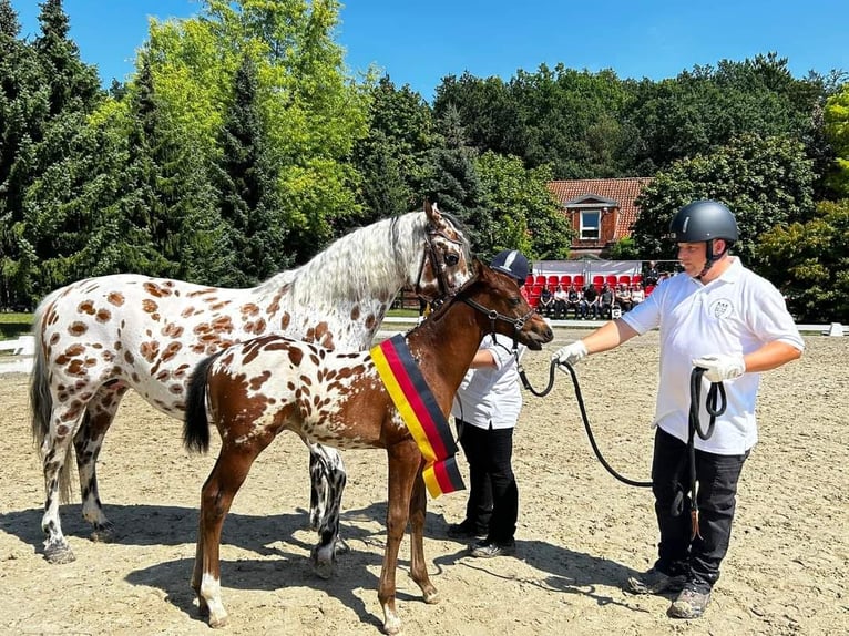 Knabstrup Étalon Poulain (06/2024) 160 cm in Naila