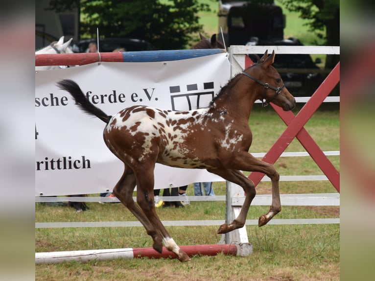 Knabstrup Étalon Poulain (06/2024) 160 cm in Naila