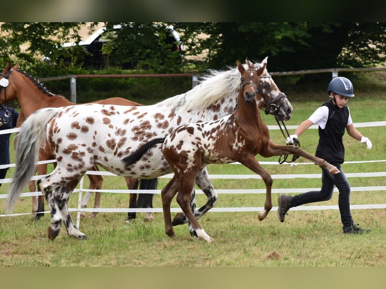 Knabstrup Étalon Poulain (06/2024) 160 cm in Naila