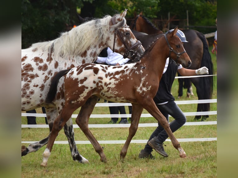 Knabstrup Étalon Poulain (06/2024) 160 cm in Naila