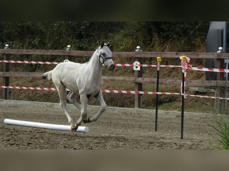 Knabstrup Étalon Poulain (05/2026) 165 cm  in Oeversee