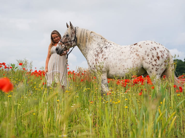 Knabstrup Gelding 10 years 14,2 hh Leopard-Piebald in Kukuk