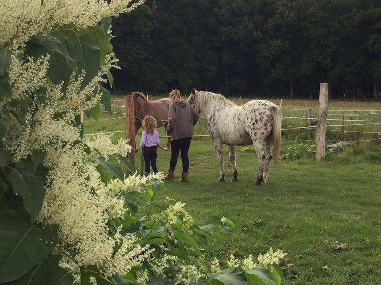 Knabstrup Gelding 10 years 14,2 hh Leopard-Piebald in Kukuk