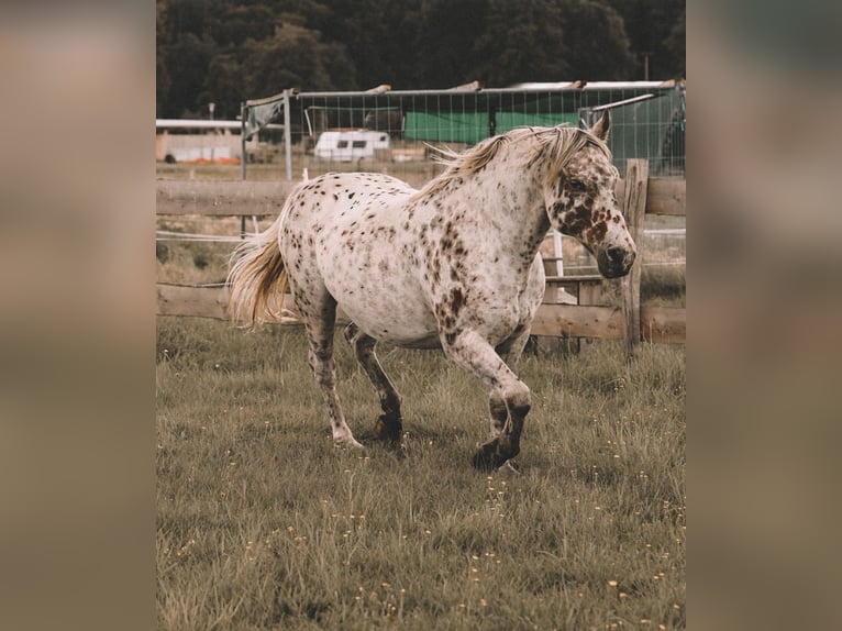 Knabstrup Gelding 10 years 14,2 hh Leopard-Piebald in Kukuk