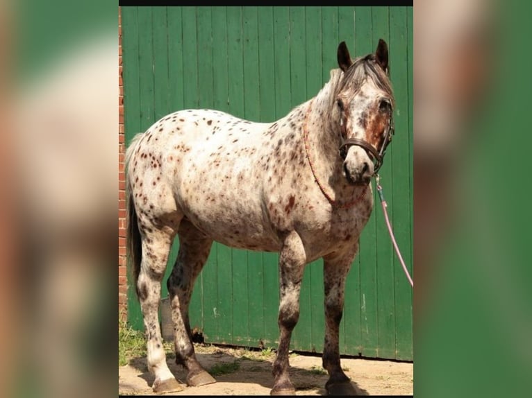 Knabstrup Gelding 10 years 14,2 hh Leopard-Piebald in Kukuk