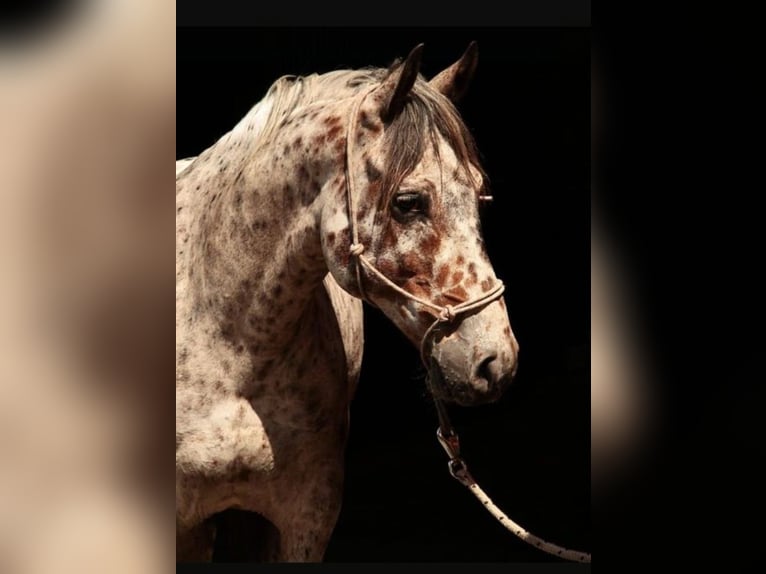 Knabstrup Gelding 10 years 14,2 hh Leopard-Piebald in Kukuk