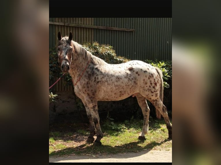 Knabstrup Gelding 10 years 14,2 hh Leopard-Piebald in Kukuk