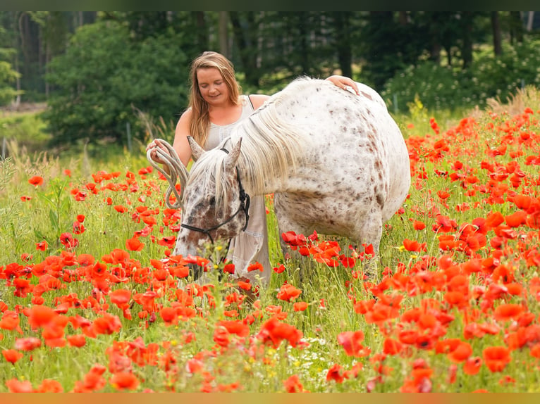 Knabstrup Gelding 10 years 14,2 hh Leopard-Piebald in Kukuk