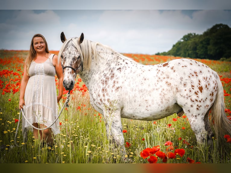 Knabstrup Gelding 10 years 14,2 hh Leopard-Piebald in Kukuk