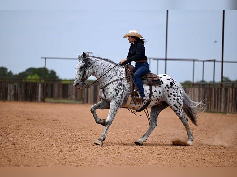 Knabstrup Gelding 10 years 16 hh in Waco, TX