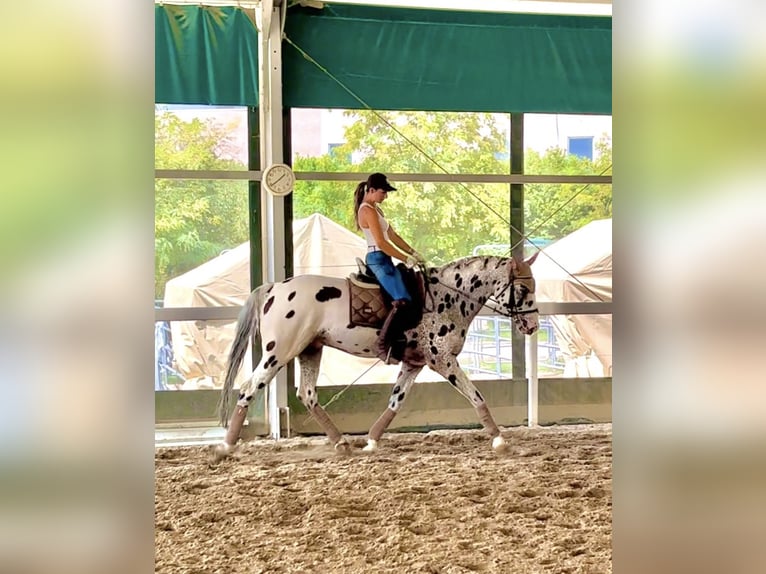 Knabstrup Gelding 10 years 16,1 hh Leopard-Piebald in Bergamo