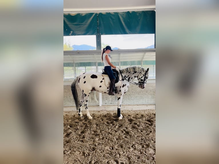 Knabstrup Gelding 10 years 16,1 hh Leopard-Piebald in Bergamo
