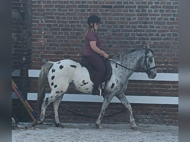 Knabstrup Mix Gelding 11 years 14 hh Overo-all-colors in Waldfeucht