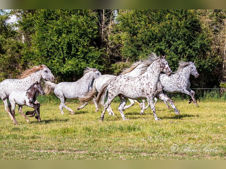 Knabstrup Gelding 11 years 15,2 hh Leopard-Piebald in Fredensborg