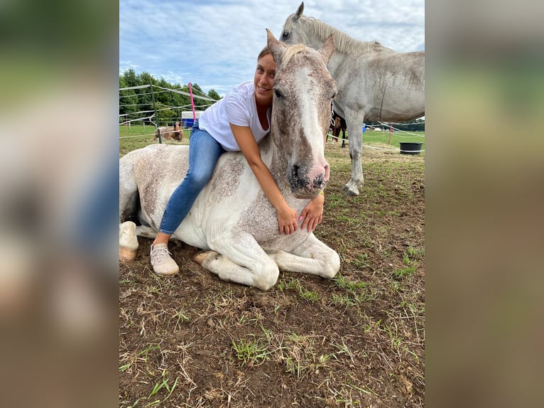 Knabstrup Mix Gelding 12 years 14 hh Leopard-Piebald in Ratingen