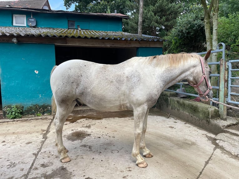 Knabstrup Mix Gelding 12 years 14 hh Leopard-Piebald in Ratingen