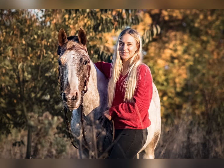 Knabstrup Mix Gelding 12 years 14 hh Leopard-Piebald in Ratingen