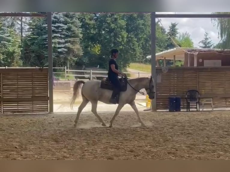 Knabstrup Mix Gelding 12 years 14 hh Leopard-Piebald in Ratingen