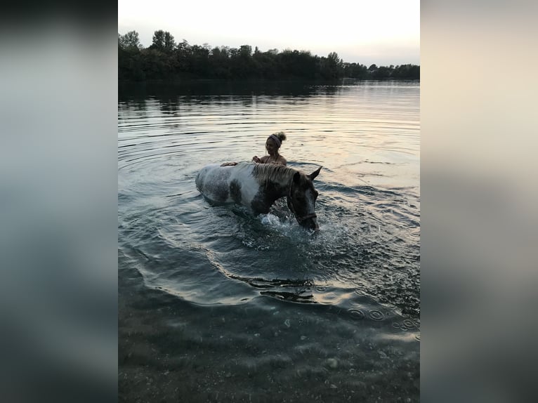 Knabstrup Mix Gelding 12 years 14 hh Leopard-Piebald in Ratingen