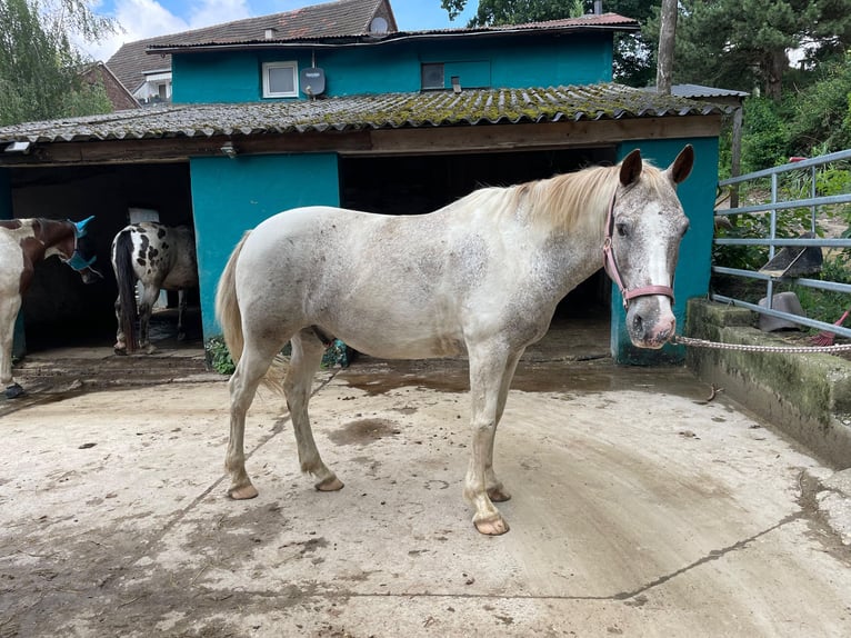 Knabstrup Mix Gelding 12 years 14 hh Leopard-Piebald in Ratingen