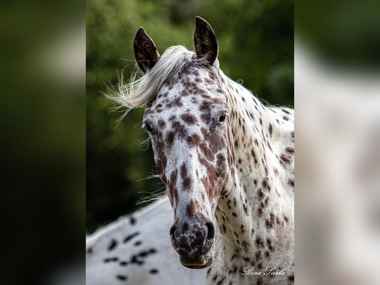 Knabstrup Gelding 12 years 15.2 hh Leopard-Piebald in Fredensborg