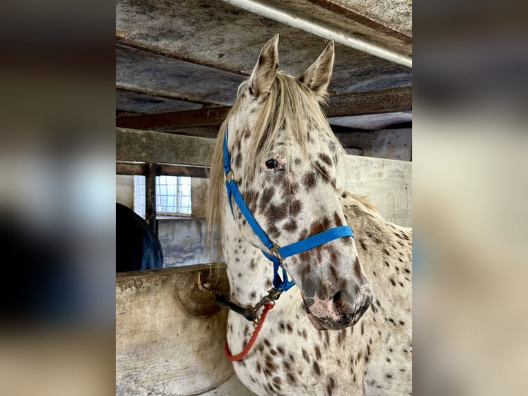 Knabstrup Gelding 12 years 15.2 hh Leopard-Piebald in Fredensborg