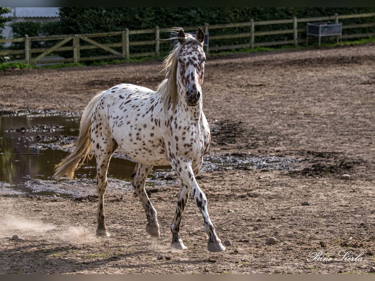 Knabstrup Gelding 12 years 15.2 hh Leopard-Piebald in Fredensborg